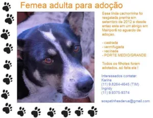 Cachorro raça SRD idade 3 anos nome Caterine