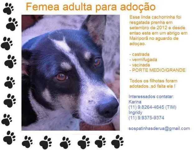 Cachorro raça SRD idade 3 anos nome Caterine