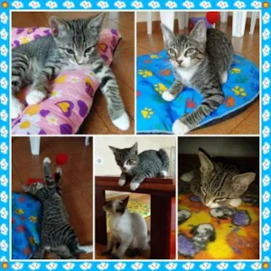 Gato raça SRD idade 2 a 6 meses nome Suflair
