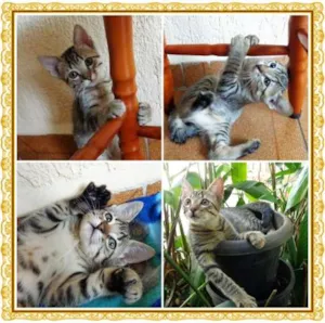 Gato raça SRD idade 2 a 6 meses nome Paçoca