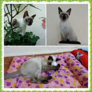 Gato raça Siamês idade 2 a 6 meses nome Alecrim