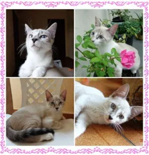 Gato raça SRD idade 2 a 6 meses nome Amandita