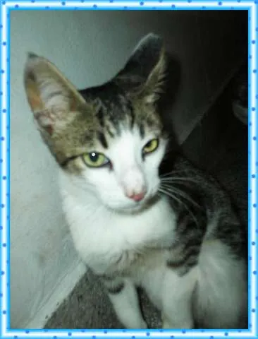 Gato ra a SRD idade 2 a 6 meses nome Amiguinho