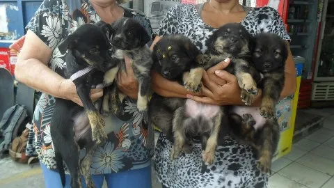 Cachorro ra a SRD idade Abaixo de 2 meses nome Vários