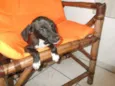 Filhote S. Vicente