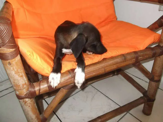 Cachorro ra a SRD idade 2 a 6 meses nome Filhote S. Vicente