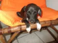 Filhote S. Vicente