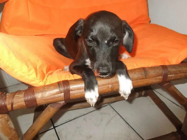 Cachorro ra a SRD idade 2 a 6 meses nome Filhote S. Vicente