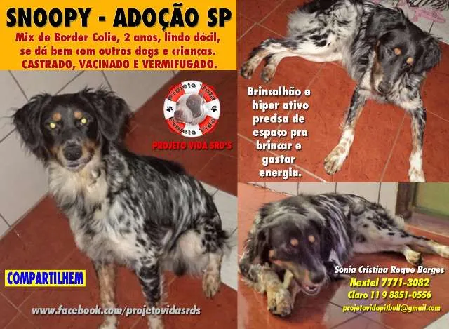 Cachorro ra a MIX BORDER COLIE idade 2 anos nome SNOOPY