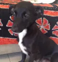 Lili