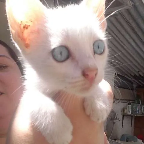 Gato ra a Vira Lata idade 2 a 6 meses nome Anitta