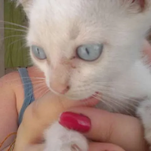 Gato ra a Vira Lata idade 2 a 6 meses nome Babi