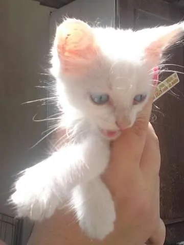 Gato ra a Vira Lata idade 2 a 6 meses nome Barbie
