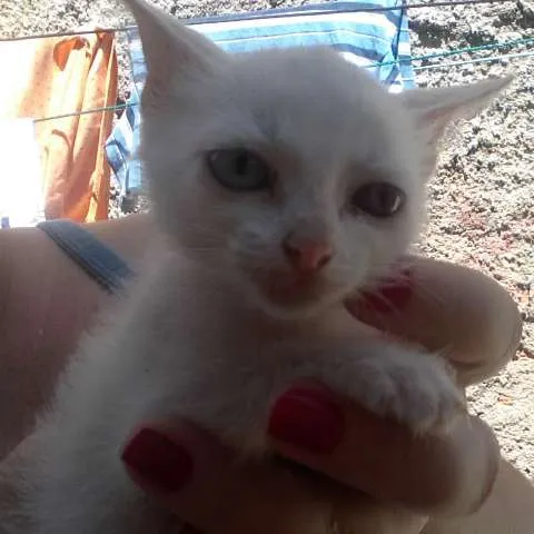 Gato ra a Vira Lata idade 2 a 6 meses nome Iris