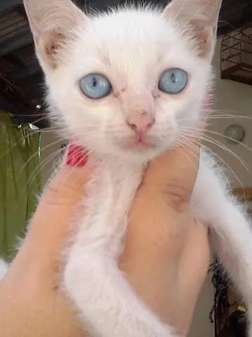 Gato ra a Vira Lata idade 2 a 6 meses nome Manchinha