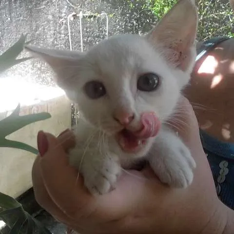 Gato ra a Vira Lata idade 2 a 6 meses nome Max