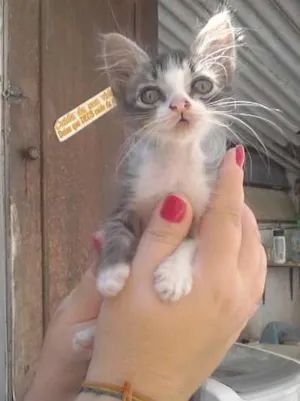 Gato raça Vira Lata idade 2 a 6 meses nome Zoiodinho