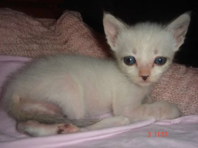 Gato ra a Siames idade Abaixo de 2 meses nome Lolla