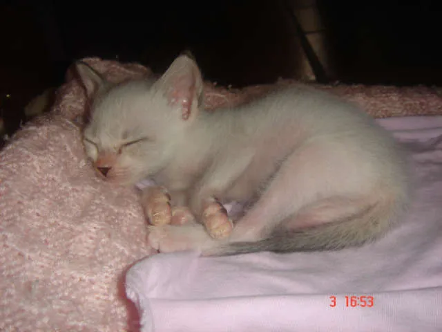 Gato ra a Siames idade Abaixo de 2 meses nome Lolla