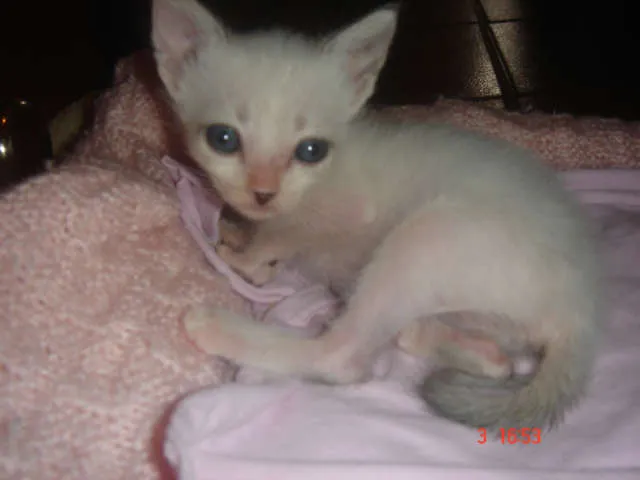 Gato ra a Siames idade Abaixo de 2 meses nome Lolla