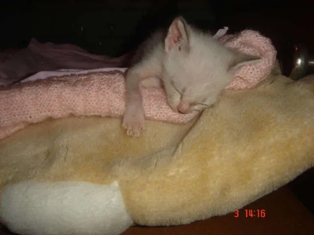 Gato ra a Siames idade Abaixo de 2 meses nome Lolla