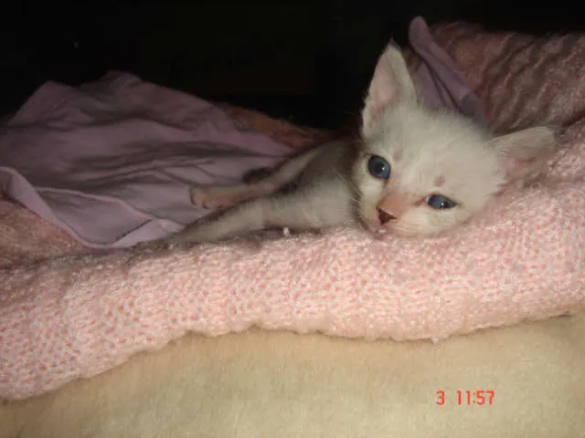 Gato ra a Siames idade Abaixo de 2 meses nome Lolla