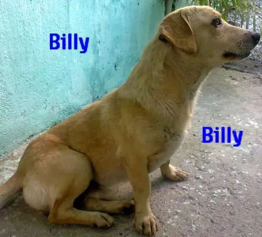 billy