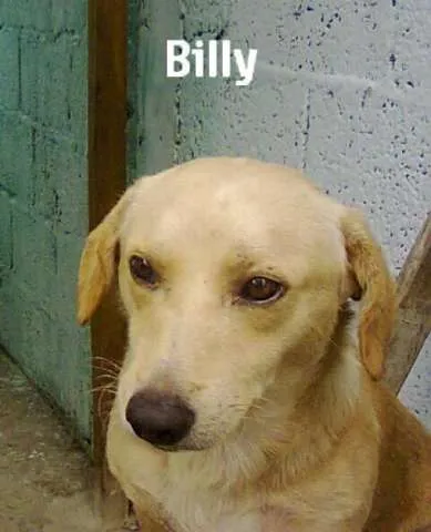 Cachorro raça viralata idade 2 anos nome billy