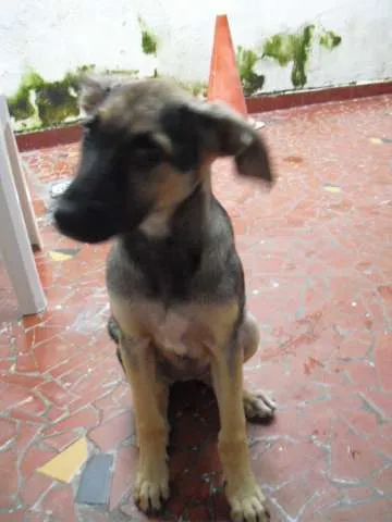 Cachorro ra a SRD idade 2 a 6 meses nome Jade