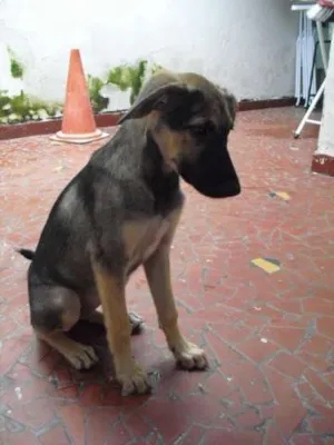 Cachorro raça SRD idade 2 a 6 meses nome Jade
