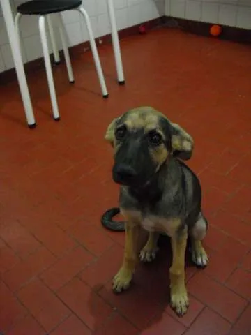 Cachorro ra a SRD idade 2 a 6 meses nome Jade