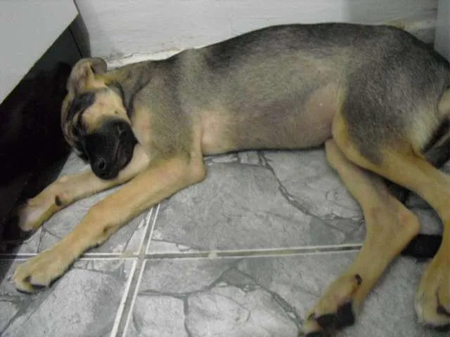 Cachorro ra a SRD idade 2 a 6 meses nome Jade