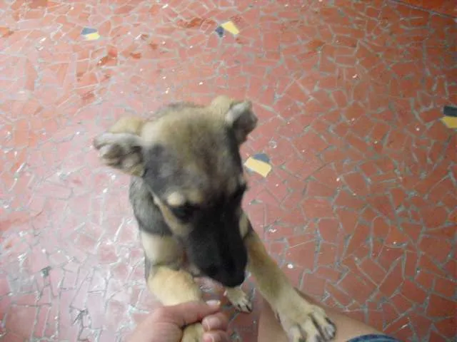 Cachorro ra a SRD idade 2 a 6 meses nome Jade