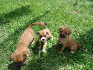 Cachorro raça  idade Abaixo de 2 meses nome Adote