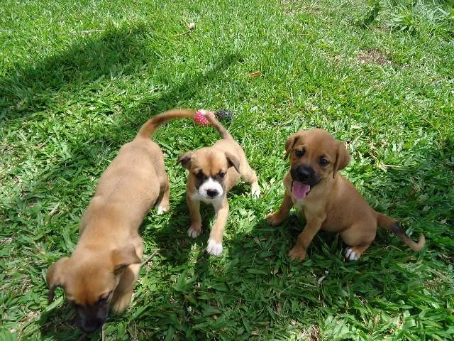 Cachorro ra a  idade Abaixo de 2 meses nome Adote