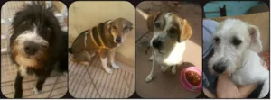 Cachorro raça SRD idade 2 anos nome Clarinha, Nestor, M