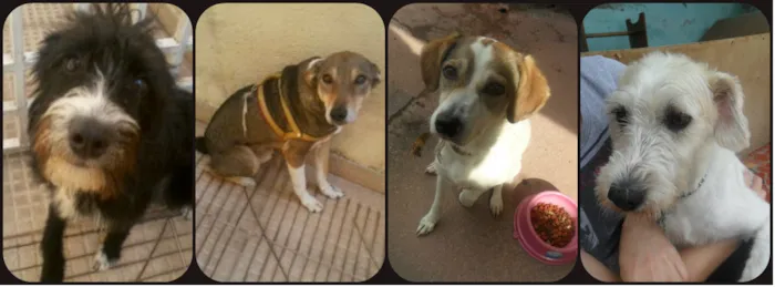 Cachorro ra a SRD idade 2 anos nome Clarinha, Nestor, M