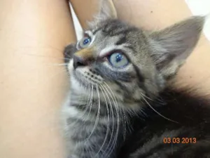 Gato raça SRD idade Abaixo de 2 meses nome Gude
