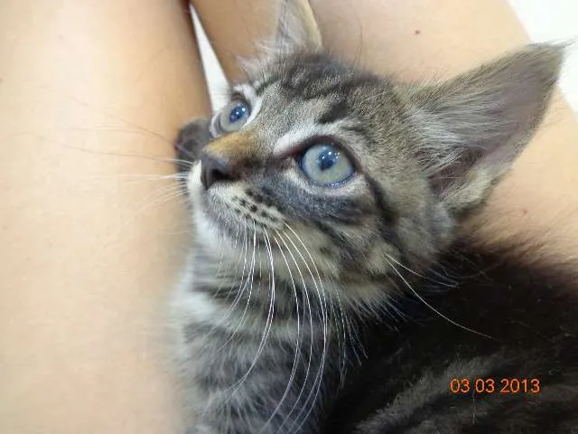 Gato ra a SRD idade Abaixo de 2 meses nome Gude