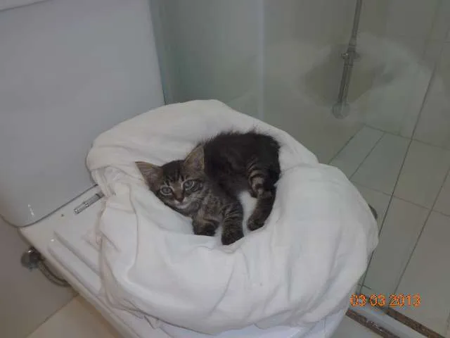 Gato ra a SRD idade Abaixo de 2 meses nome Gude