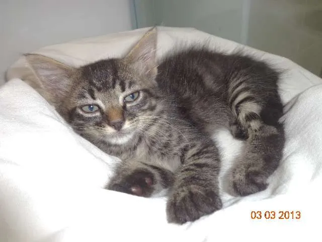 Gato ra a SRD idade Abaixo de 2 meses nome Gude