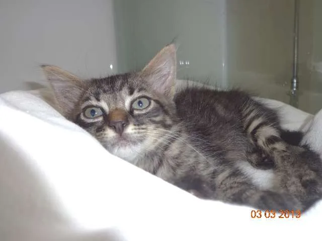 Gato ra a SRD idade Abaixo de 2 meses nome Gude