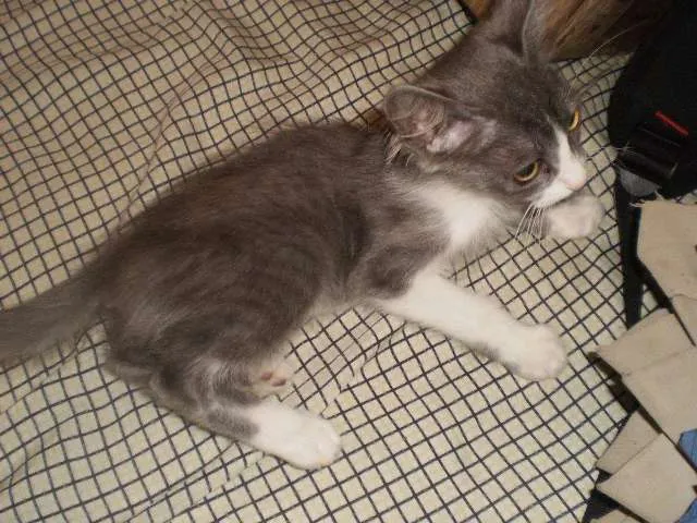 Gato ra a  idade Abaixo de 2 meses nome Lúcio