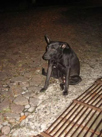 Cachorro ra a misto de pastor belga idade  nome sem nome