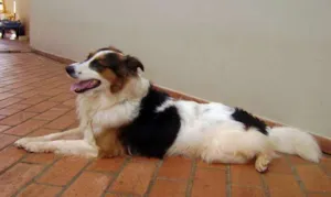 Cachorro raça Border Collie idade 6 ou mais anos nome Desconhecido