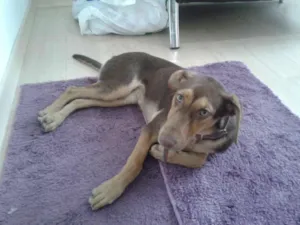 Cachorro raça NÃO SEI - LEMBRA PASTOR idade 7 a 11 meses nome APELIDAMOS DE MEL