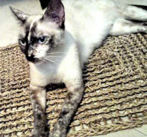 Gato raça Siamês idade  nome Vick