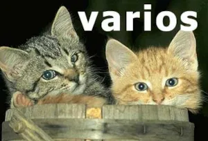 Gato raça DV idade  nome Vários Gatinhos