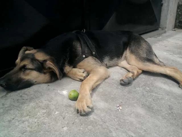 Cachorro ra a policial idade 2 a 6 meses nome Diana
