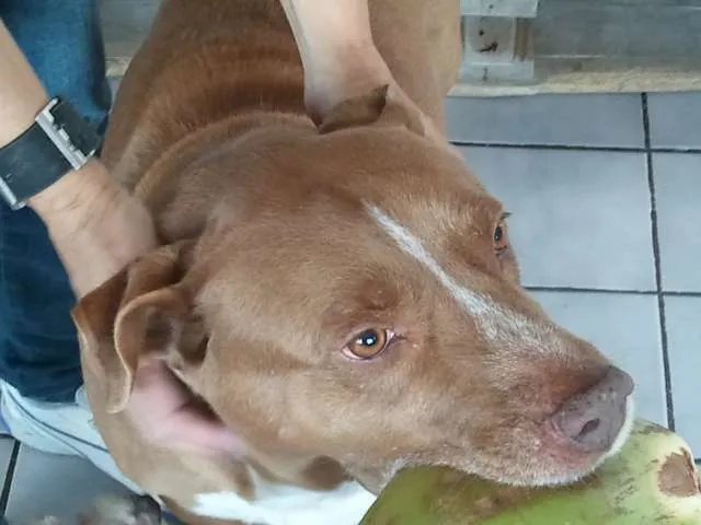 Cachorro ra a Pit-Bull idade 6 ou mais anos nome Thor
